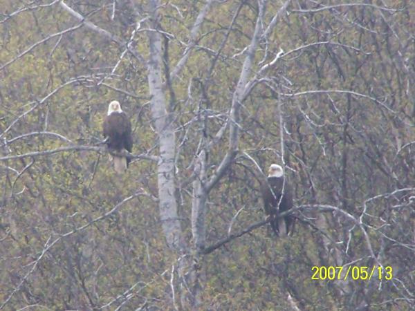 Eagles on a rafting Trip.