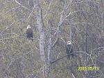 Eagles on a rafting Trip.